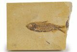 Detailed Fossil Fish (Knightia) - Wyoming #318617-1